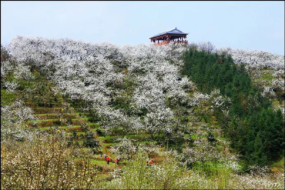 【春天，广西桂林灌阳县向您发出邀请！】我们在灌阳看梨花 - 游山玩水 - 和田生活社区 - 和田28生活网 ht.28life.net