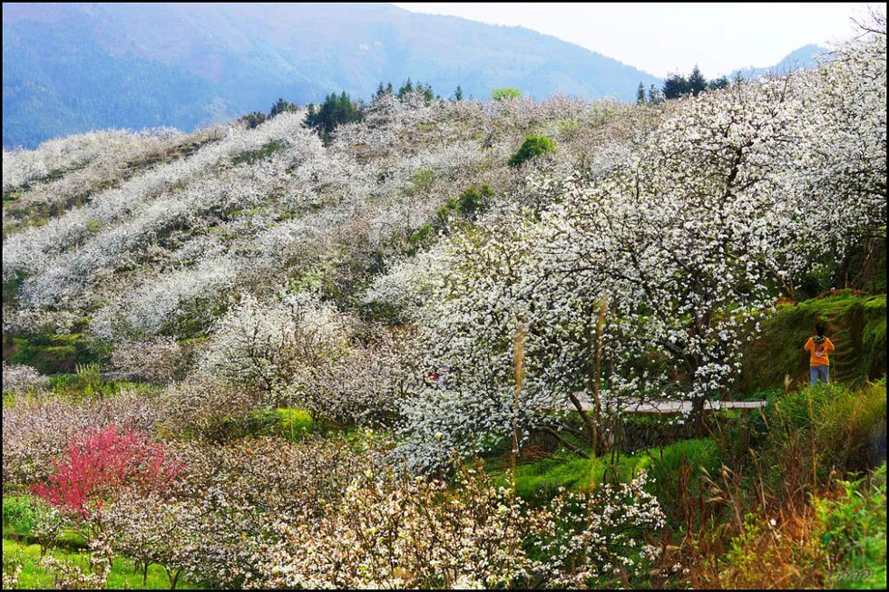 【春天，广西桂林灌阳县向您发出邀请！】我们在灌阳看梨花 - 游山玩水 - 和田生活社区 - 和田28生活网 ht.28life.net