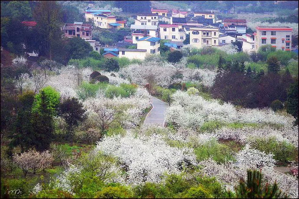 【春天，广西桂林灌阳县向您发出邀请！】我们在灌阳看梨花 - 游山玩水 - 和田生活社区 - 和田28生活网 ht.28life.net