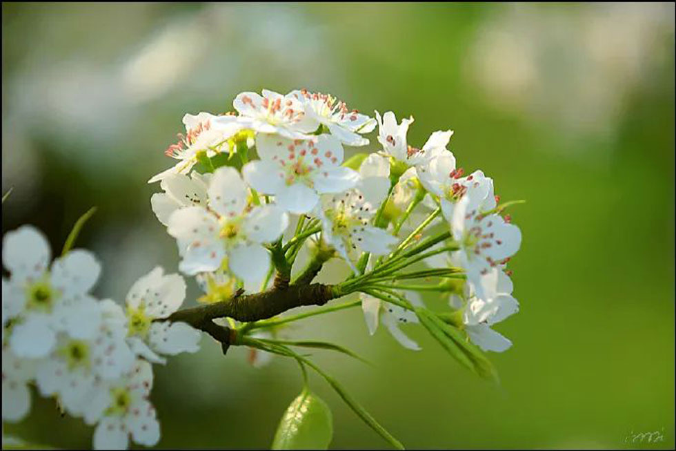 【春天，广西桂林灌阳县向您发出邀请！】我们在灌阳看梨花 - 游山玩水 - 和田生活社区 - 和田28生活网 ht.28life.net