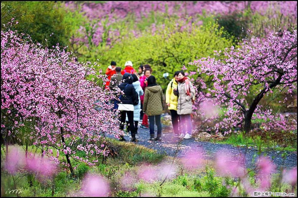 【春天，广西桂林灌阳县向您发出邀请！】官庄村有个醉美的桃花园 - 游山玩水 - 和田生活社区 - 和田28生活网 ht.28life.net