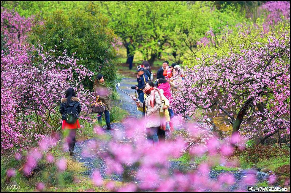 【春天，广西桂林灌阳县向您发出邀请！】官庄村有个醉美的桃花园 - 游山玩水 - 和田生活社区 - 和田28生活网 ht.28life.net