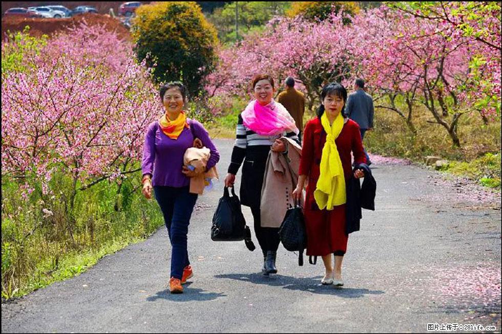【春天，广西桂林灌阳县向您发出邀请！】官庄村有个醉美的桃花园 - 游山玩水 - 和田生活社区 - 和田28生活网 ht.28life.net