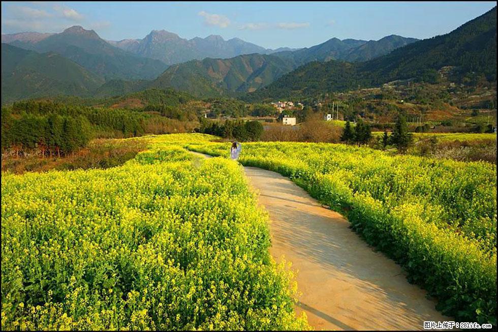 【春天，广西桂林灌阳县向您发出邀请！】长坪村油菜盛情花开 - 游山玩水 - 和田生活社区 - 和田28生活网 ht.28life.net