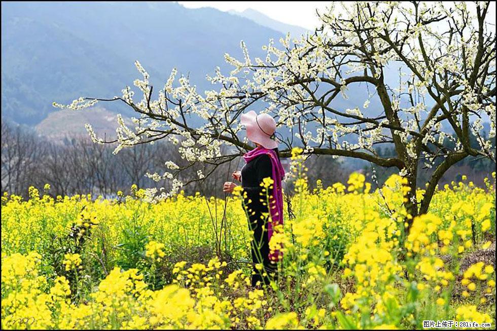 【春天，广西桂林灌阳县向您发出邀请！】长坪村油菜盛情花开 - 游山玩水 - 和田生活社区 - 和田28生活网 ht.28life.net