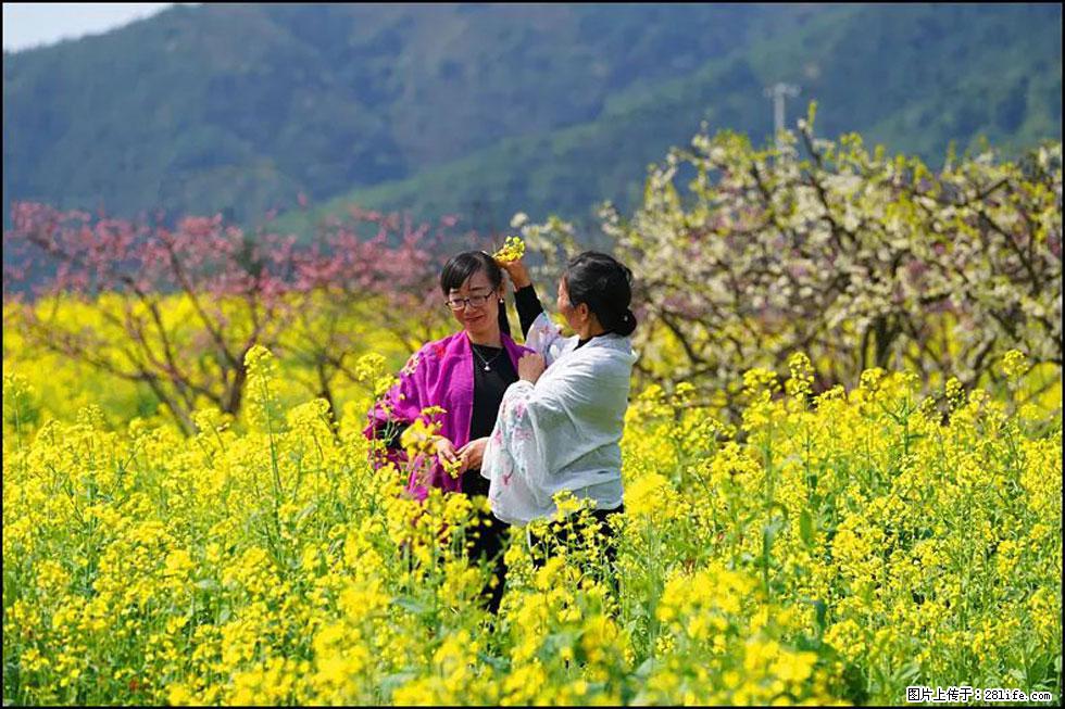【春天，广西桂林灌阳县向您发出邀请！】长坪村油菜盛情花开 - 游山玩水 - 和田生活社区 - 和田28生活网 ht.28life.net