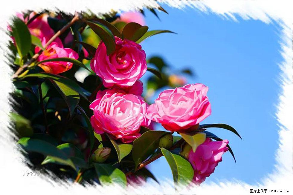 【春天，广西桂林灌阳县向您发出邀请！】杨柳井茶花惹人爱 - 游山玩水 - 和田生活社区 - 和田28生活网 ht.28life.net