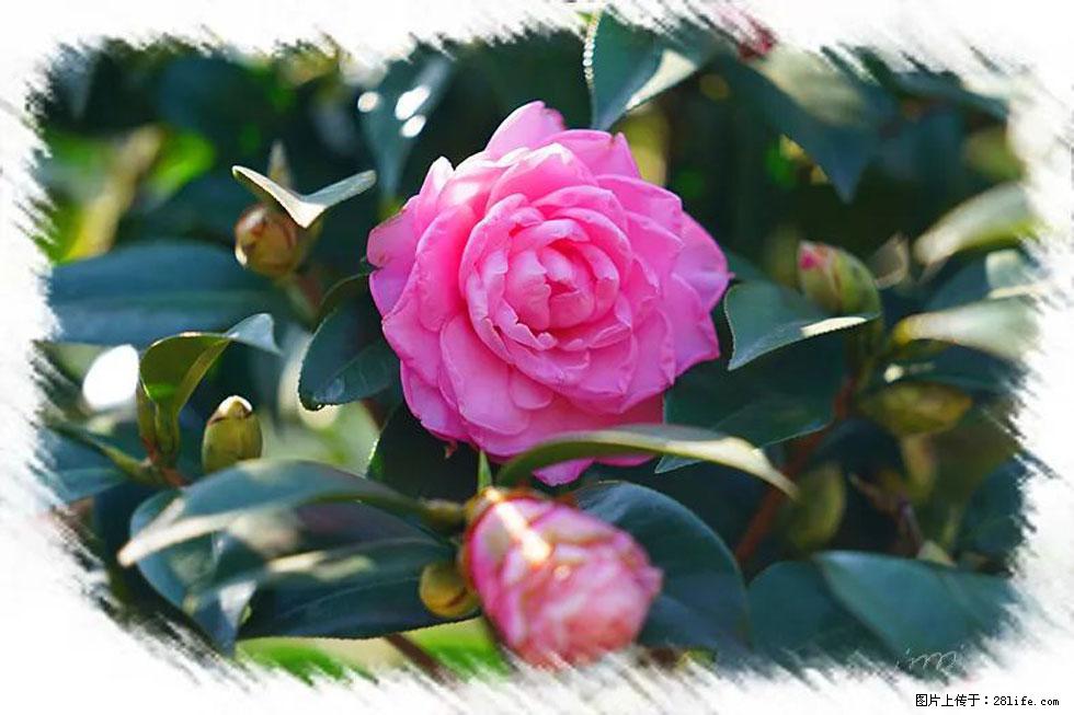【春天，广西桂林灌阳县向您发出邀请！】杨柳井茶花惹人爱 - 游山玩水 - 和田生活社区 - 和田28生活网 ht.28life.net