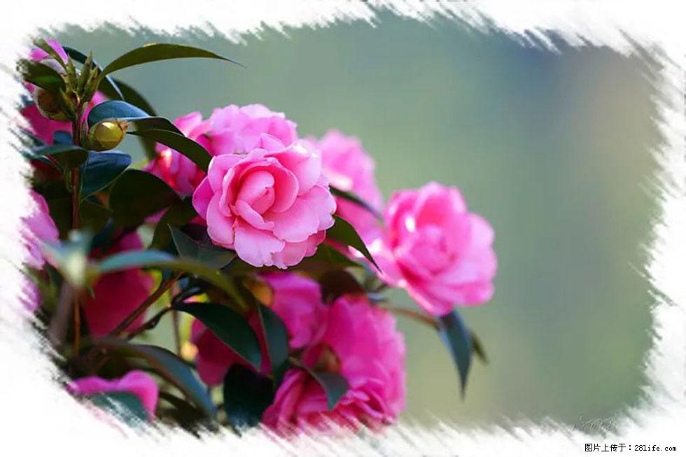 【春天，广西桂林灌阳县向您发出邀请！】杨柳井茶花惹人爱 - 游山玩水 - 和田生活社区 - 和田28生活网 ht.28life.net