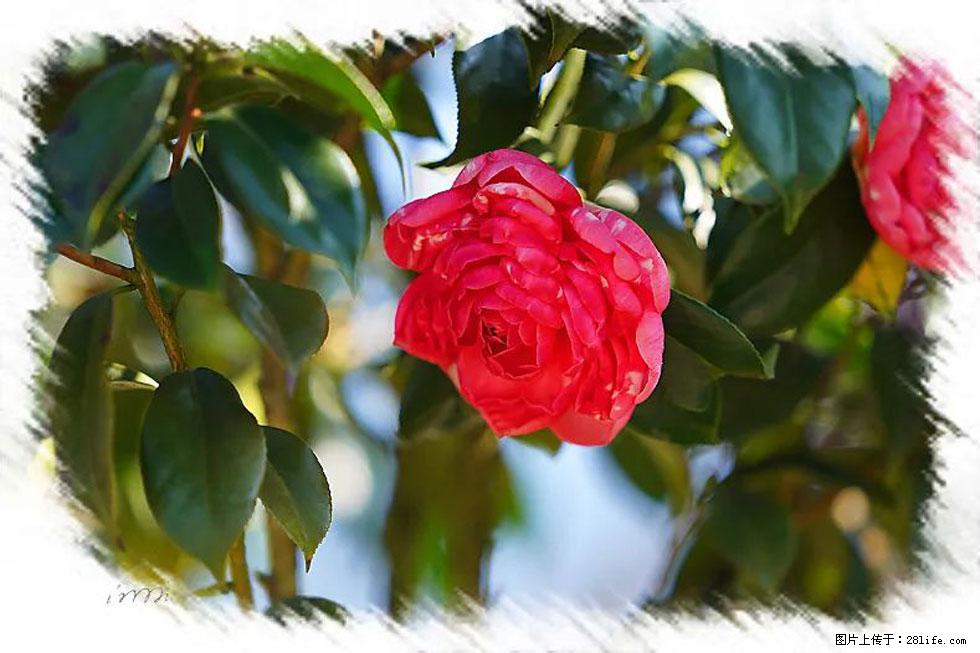 【春天，广西桂林灌阳县向您发出邀请！】杨柳井茶花惹人爱 - 游山玩水 - 和田生活社区 - 和田28生活网 ht.28life.net