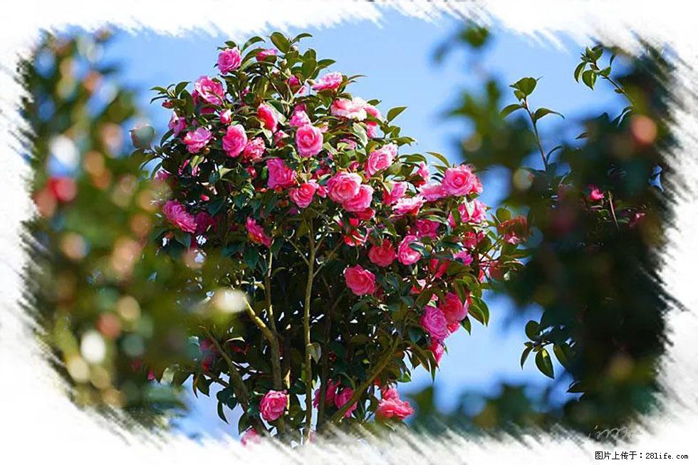 【春天，广西桂林灌阳县向您发出邀请！】杨柳井茶花惹人爱 - 游山玩水 - 和田生活社区 - 和田28生活网 ht.28life.net