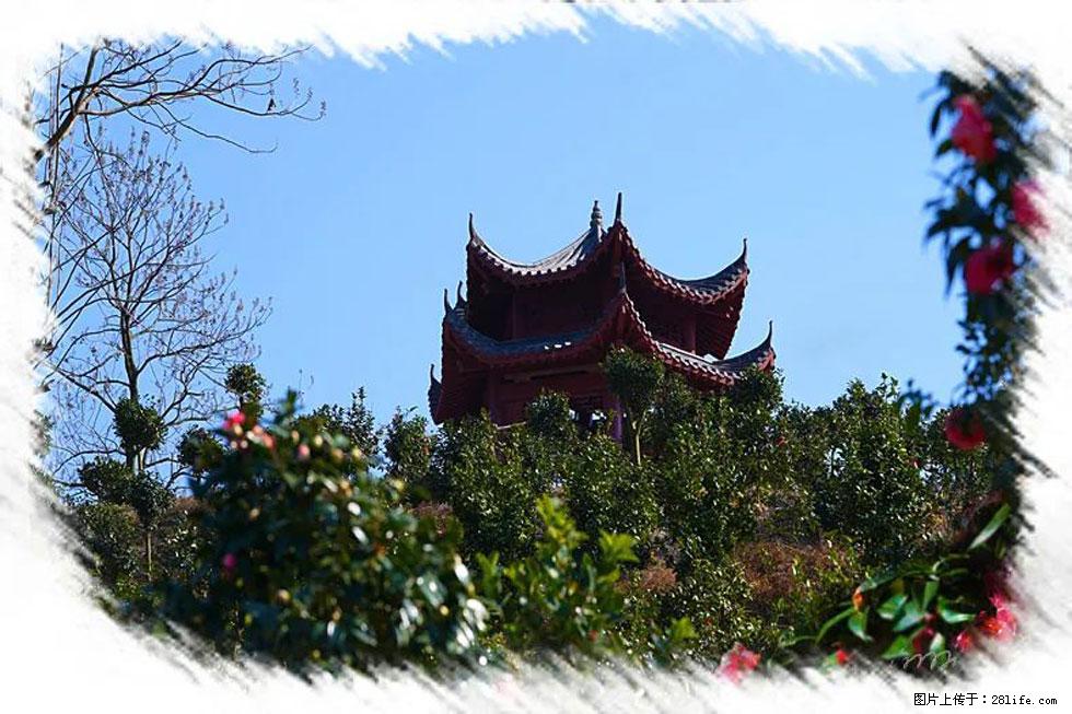 【春天，广西桂林灌阳县向您发出邀请！】杨柳井茶花惹人爱 - 游山玩水 - 和田生活社区 - 和田28生活网 ht.28life.net
