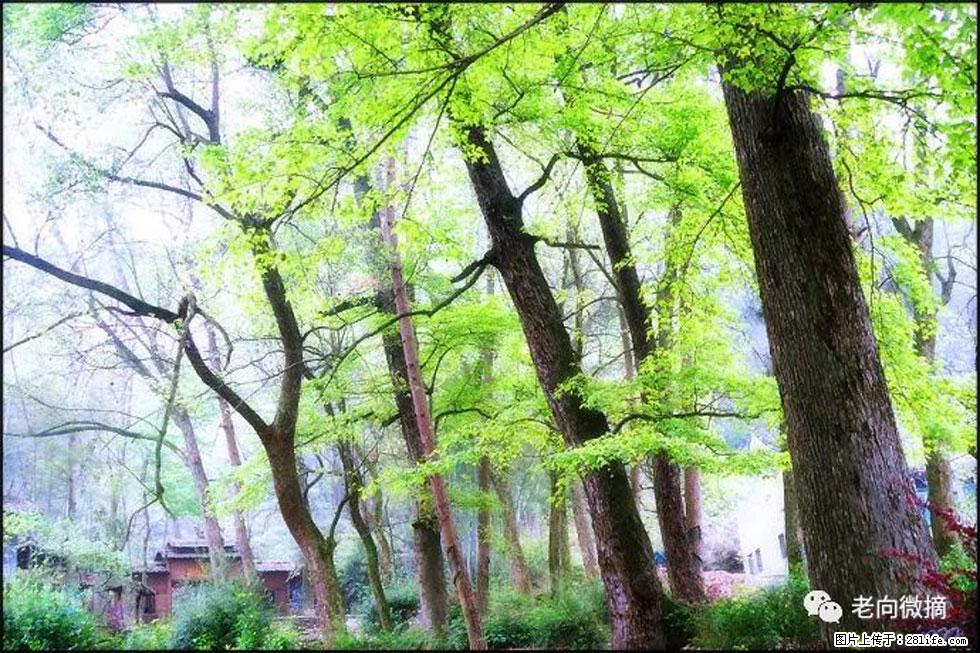 【春天，广西桂林灌阳县向您发出邀请！】在小龙村与春天约会 - 游山玩水 - 和田生活社区 - 和田28生活网 ht.28life.net