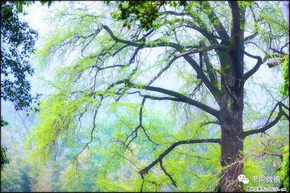 【春天，广西桂林灌阳县向您发出邀请！】在小龙村与春天约会 - 游山玩水 - 和田生活社区 - 和田28生活网 ht.28life.net