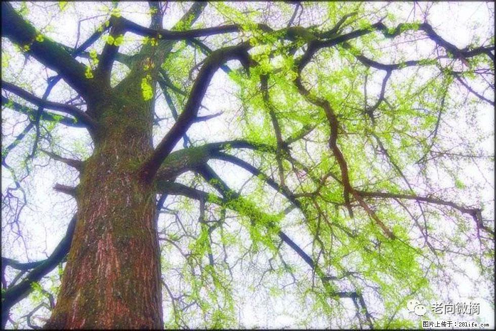 【春天，广西桂林灌阳县向您发出邀请！】在小龙村与春天约会 - 游山玩水 - 和田生活社区 - 和田28生活网 ht.28life.net