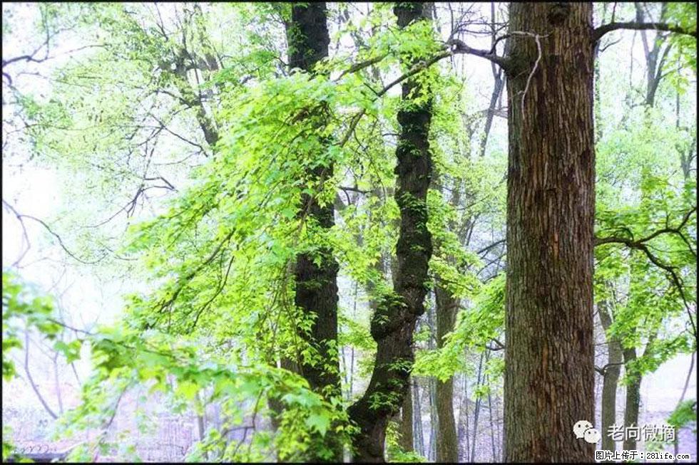 【春天，广西桂林灌阳县向您发出邀请！】在小龙村与春天约会 - 游山玩水 - 和田生活社区 - 和田28生活网 ht.28life.net