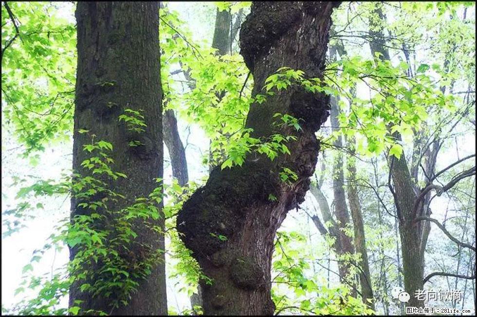 【春天，广西桂林灌阳县向您发出邀请！】在小龙村与春天约会 - 游山玩水 - 和田生活社区 - 和田28生活网 ht.28life.net