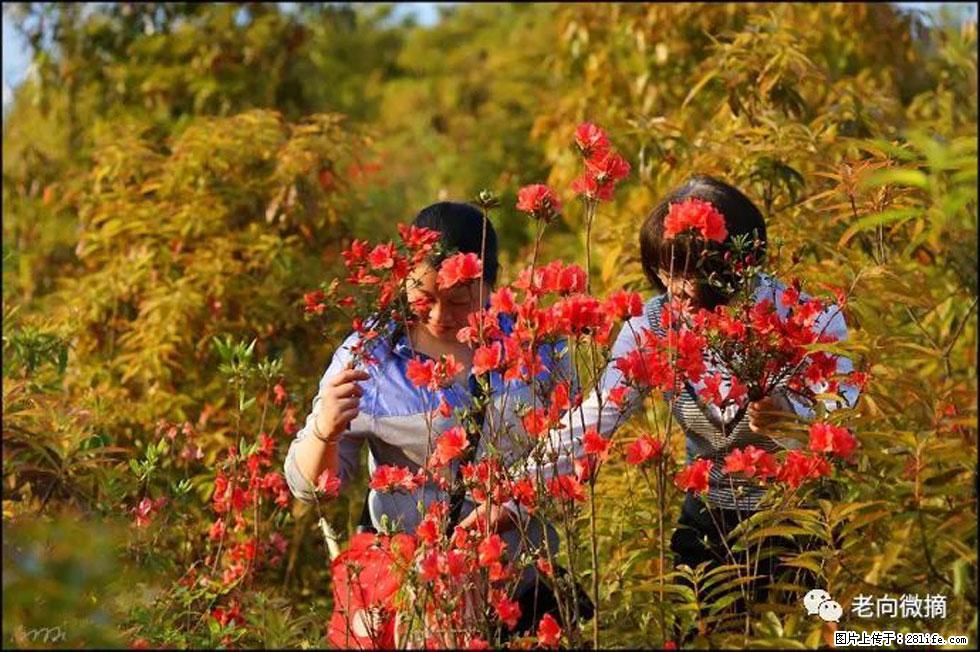 【春天，广西桂林灌阳县向您发出邀请！】登麒麟山，相约映山红 - 游山玩水 - 和田生活社区 - 和田28生活网 ht.28life.net