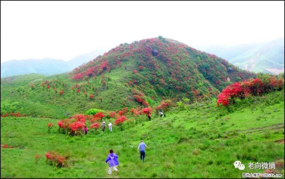 【春天，广西桂林灌阳县向您发出邀请！】宝盖山上映山红 - 游山玩水 - 和田生活社区 - 和田28生活网 ht.28life.net