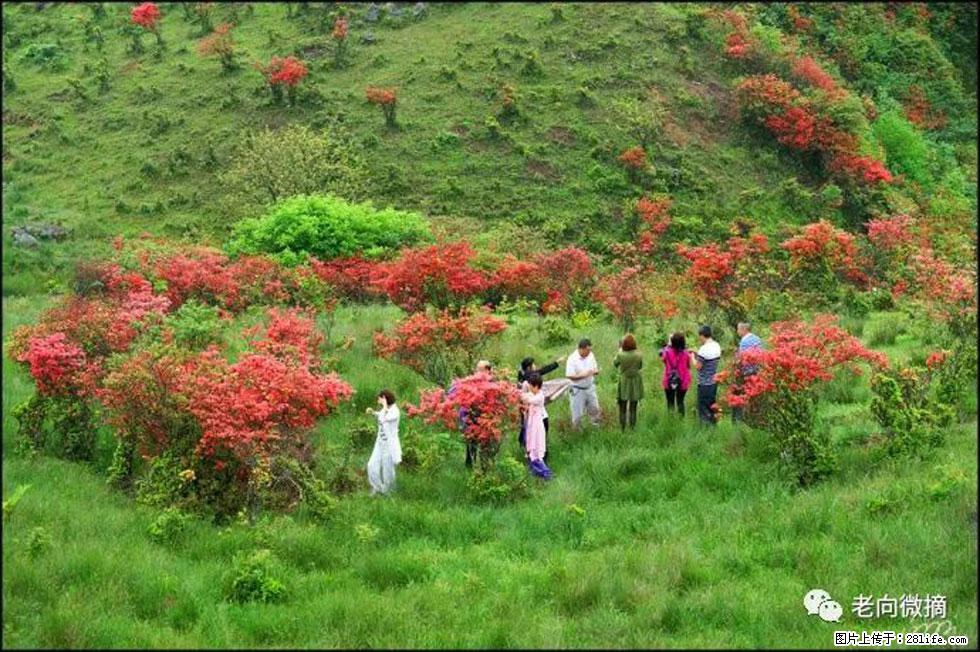 【春天，广西桂林灌阳县向您发出邀请！】宝盖山上映山红 - 游山玩水 - 和田生活社区 - 和田28生活网 ht.28life.net