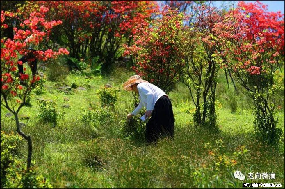 【春天，广西桂林灌阳县向您发出邀请！】宝盖山上映山红 - 游山玩水 - 和田生活社区 - 和田28生活网 ht.28life.net