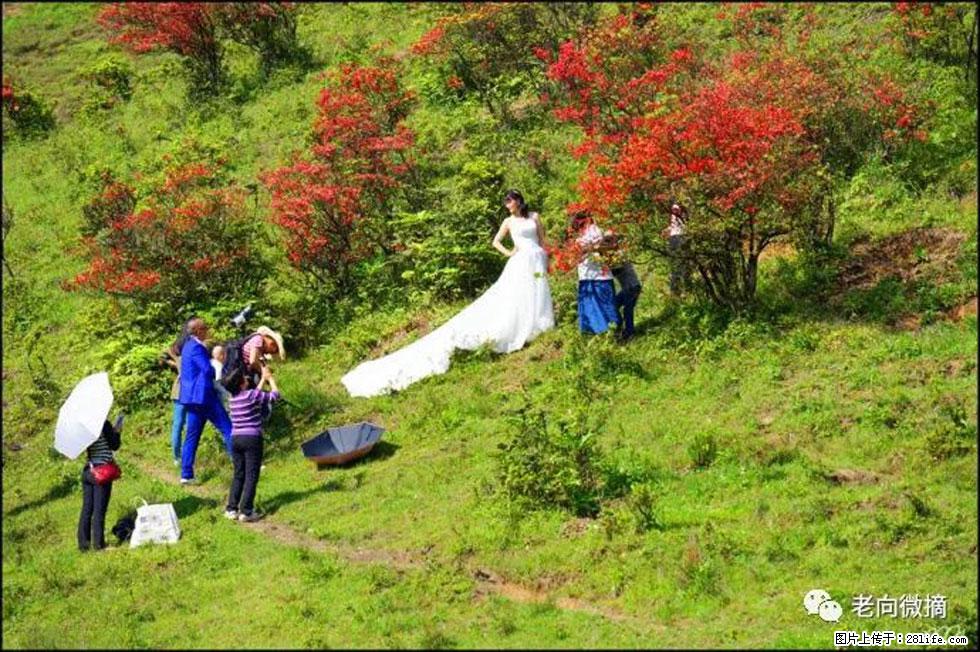 【春天，广西桂林灌阳县向您发出邀请！】宝盖山上映山红 - 游山玩水 - 和田生活社区 - 和田28生活网 ht.28life.net