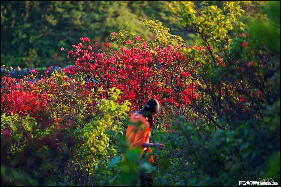 【春天，广西桂林灌阳县向您发出邀请！】春木界上映山红 - 游山玩水 - 和田生活社区 - 和田28生活网 ht.28life.net