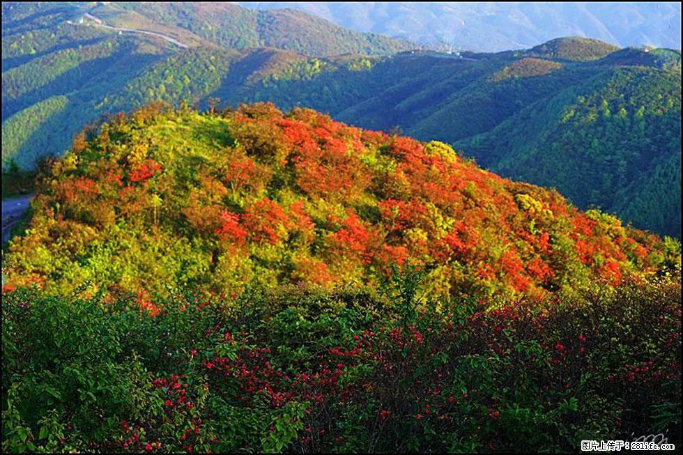 【春天，广西桂林灌阳县向您发出邀请！】春木界上映山红 - 游山玩水 - 和田生活社区 - 和田28生活网 ht.28life.net