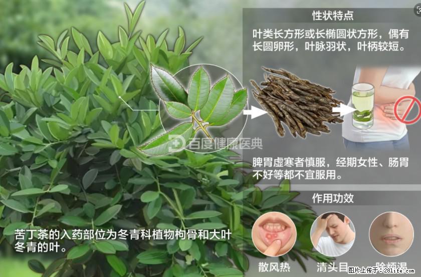苦丁茶有哪些功效和作用 - 生活百科 - 和田生活社区 - 和田28生活网 ht.28life.net