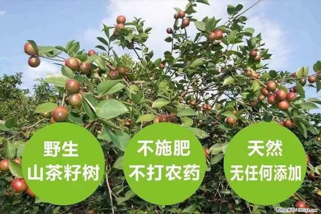 【灌阳县油茶产业示范区】一个有着充实的精神生活的人，对待身外之物自会有一种淡泊的态度 - 土特产 - 饮食特产 - 和田分类信息 - 和田28生活网 ht.28life.net