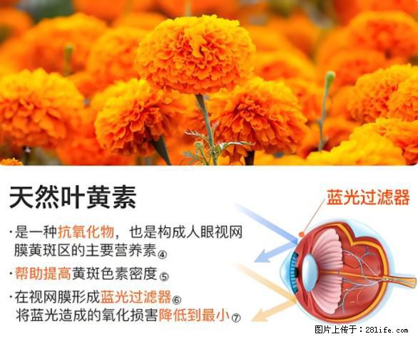 叶黄素有什么功效和作用 - 生活百科 - 和田生活社区 - 和田28生活网 ht.28life.net
