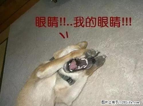 笑癫了！一女的怀孕三年未生，他终于忍不住了... - 娱乐八卦 - 和田生活社区 - 和田28生活网 ht.28life.net