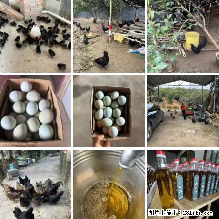 油茶园从小鸡仔开始养起的纯土鸡、土鸡蛋可以预定啦！还有前几天刚榨的纯山茶油哦 - 美食天地 - 和田生活社区 - 和田28生活网 ht.28life.net