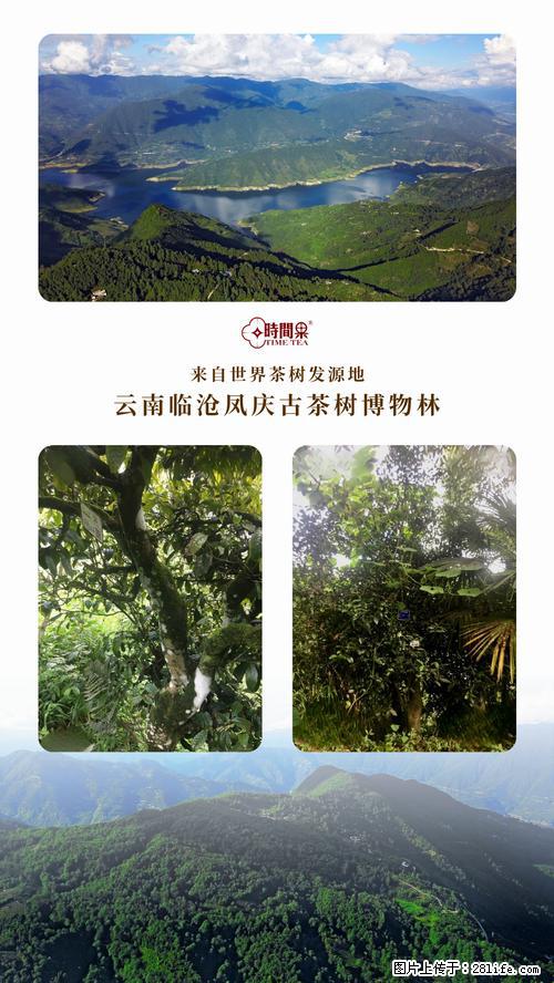 时间果百年古树2025年春红茶 - 购物交流 - 和田生活社区 - 和田28生活网 ht.28life.net