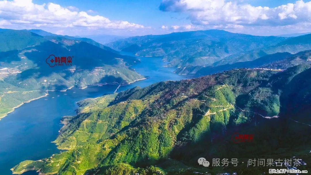 时间果百年古树龙珠普洱生茶 - 购物交流 - 和田生活社区 - 和田28生活网 ht.28life.net