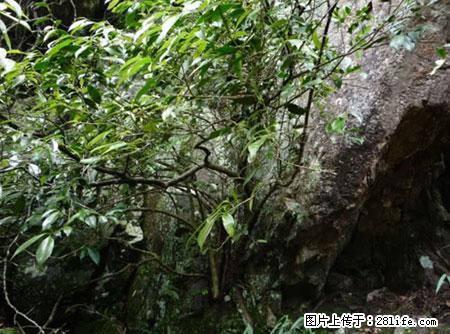 平乐石崖茶，珍贵仅次于金花茶 - 和田生活资讯 - 和田28生活网 ht.28life.net