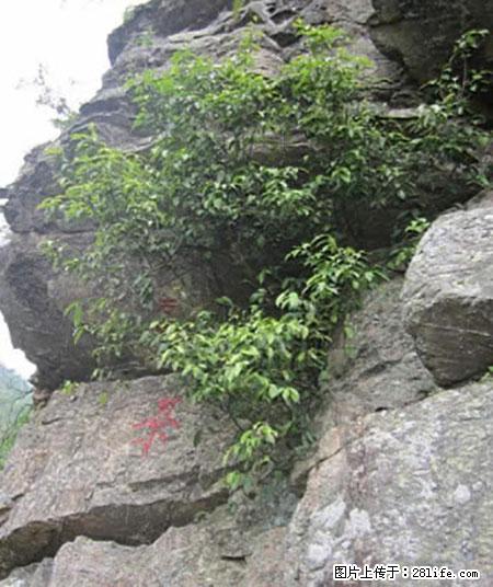 平乐石崖茶，珍贵仅次于金花茶 - 和田生活资讯 - 和田28生活网 ht.28life.net