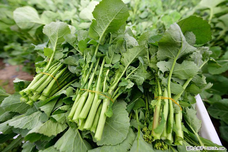 这些蔬菜是“天然钙片”，这6种被医生重点推荐 - 和田生活资讯 - 和田28生活网 ht.28life.net